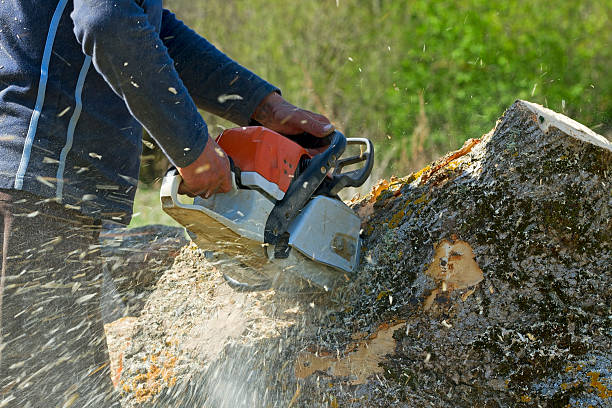 Best Affordable Tree Service  in Combe, LA